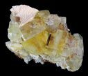 Lustrous, Yellow Cubic Fluorite Crystals - Morocco #32308-2